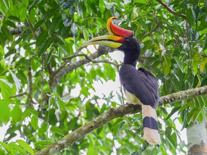 6688b194727076417d801845 8 Rhinoceros Hornbill