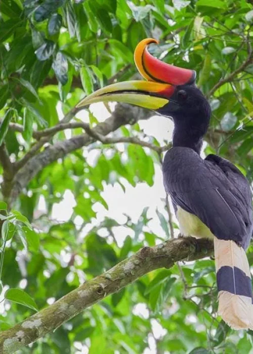 6688b194727076417d801845 8 Rhinoceros Hornbill
